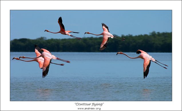 На бреющем... Фламинго на самом взлете, с очень трогательно вытянутыми лапками.