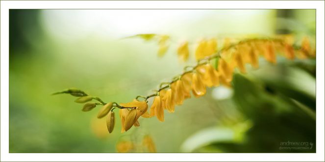 "Оранжевый трамплин" Куст орхидеи вида Pleurothallis immesa.