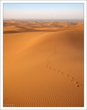 Жёлто-оранжевые барханы с цепочкой следов.