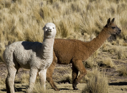 Любопытные альпаки.