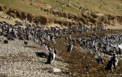 Товарищи отдыхающие.