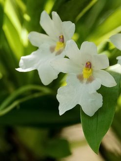 Белоснежные цветы орхидеи Miltoniopsis Warscewiczii.