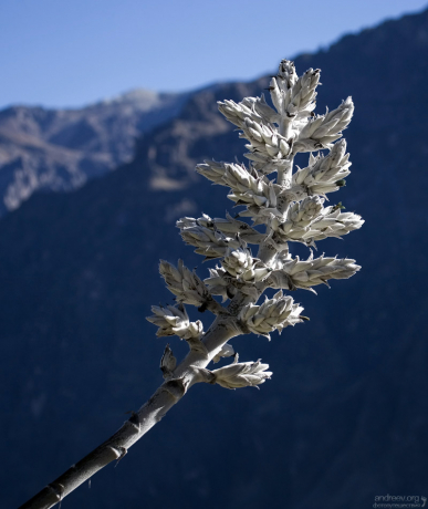 Свечка серебристой агавы.