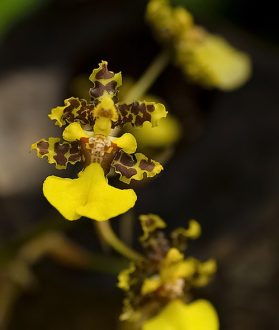 Пляшущие человечки. Орхидея Oncidium bryolophotum.