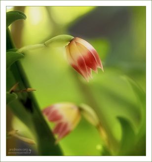 Нежные бутоны орхидеи рода Platystele.