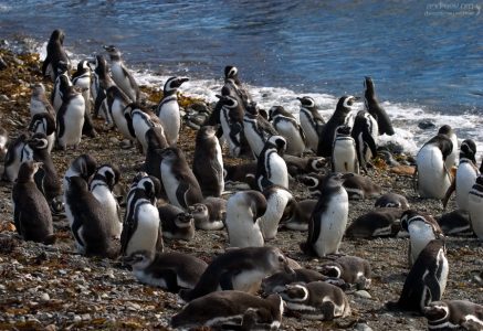 Магеллановы пингвины на берегу.