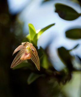 Маленькая полосатая орхидея-акрония.