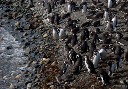 Колония Магеллановых пингвинов на берегу.