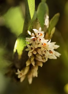 Компактное семейство орхидей.