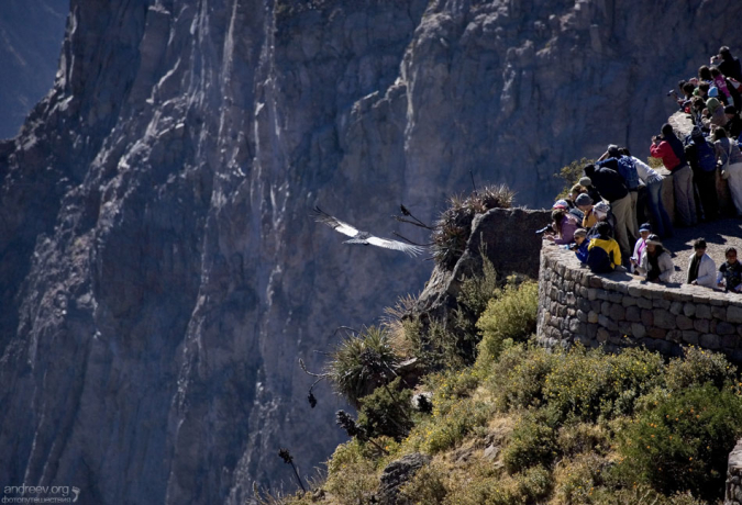 Фотоохота за кондором.