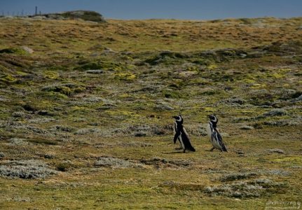 Магеллановы пингвины, рассекающие по тундре.