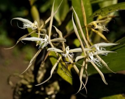 Орхидея-паук вида Brassia verrucosa.