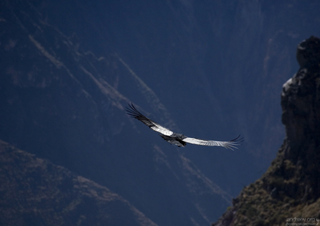 Андский кондор возвращается в ущелье.
