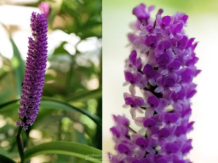 Фиолетовая орхидея-колонна.