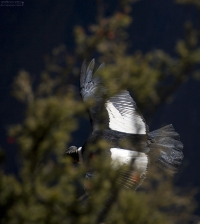 Пролетел слишком близко.