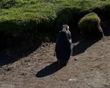 Поставили в угол.