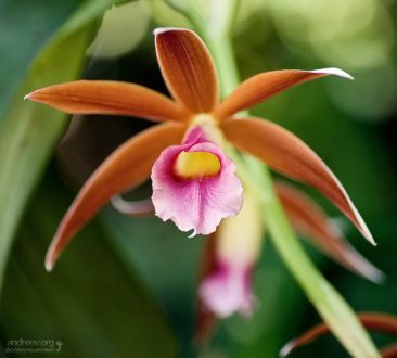 Большая Африканская орхидея. (Phaius tankervilliae).