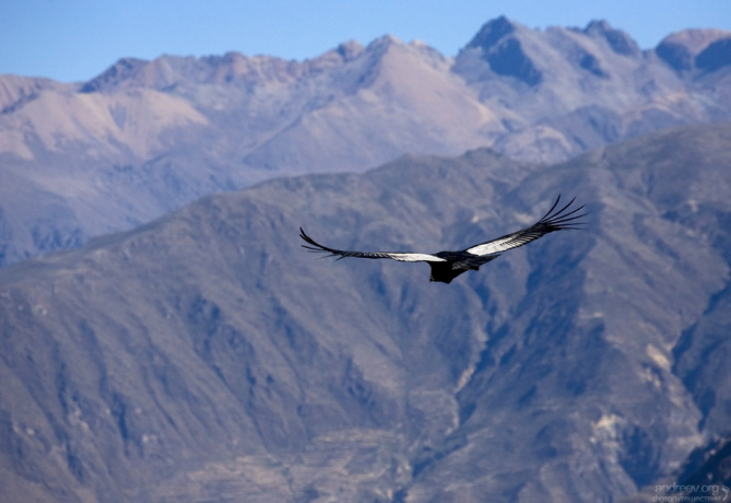 В начале XIX века область распространения кондоров была гораздо шире, занимая всю горную цепь, начиная от западной части Венесуэлы и заканчивая южной оконечностью материка.