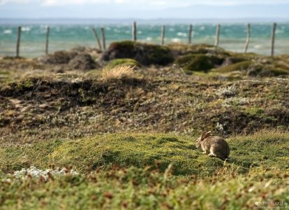 Патагонский заяц.