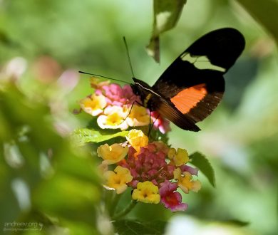 Идиллия в саду орхидей.