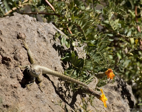 Тоже кондор, только маленький :)