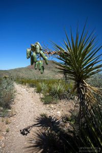 Некоторые юкки (Mojave yucca) уже обзавелись плодами, призывно висящими над самой тропинкой.