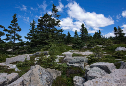 Прозвище Мэна - сосновый штат.