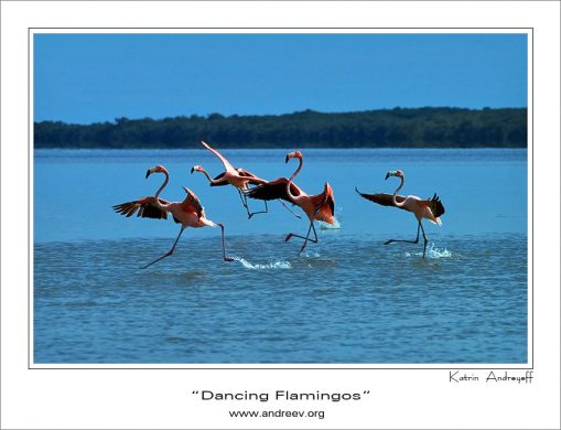 Танцующие фламинго. Группа фламинго, разгоняющаяся перед взлетом. Самый правый - детеныш, копирует поведение взрослых.