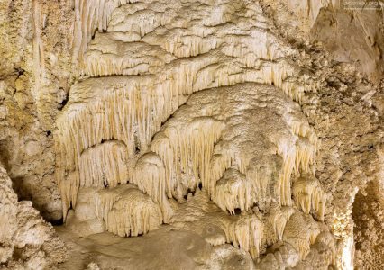 Карлсбадская грибница.