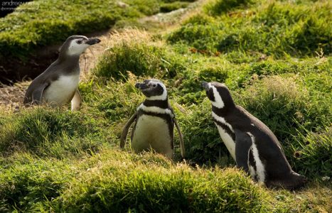 Что-то замышляющая троица пингвинов.