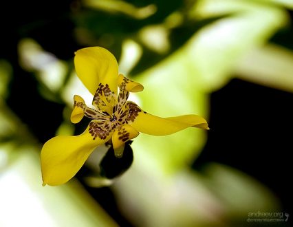 Тримезия (Trimezia martinicensis) - близкая родственница ирисов.