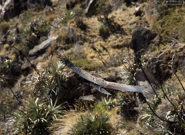 С земли кондоры поднимаются тяжело и с большого разбега, особенно после обильной трапезы.