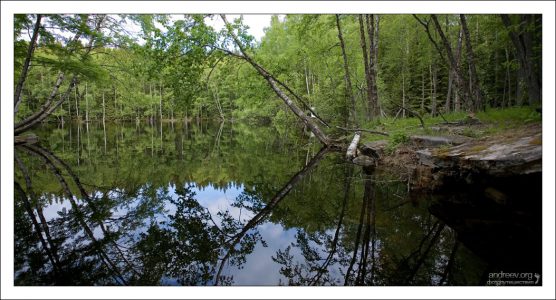 Березы склонились над зеркальной гладью.