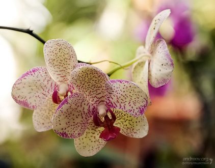 Пятнистая орхидея вида Phalaenopsis.
