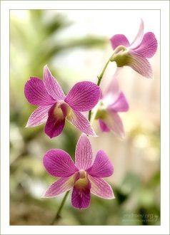 Ветка с нежными орхидеями Dendrobium Phalaenopsis (Moth orchid).