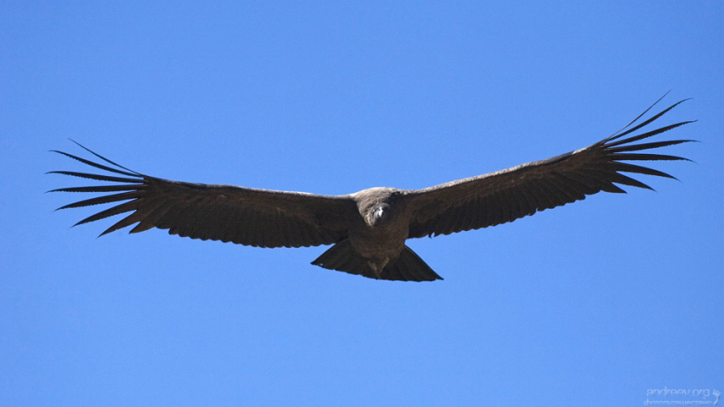 Андский кондор считается самой крупной летающей птицей Западного полушария.