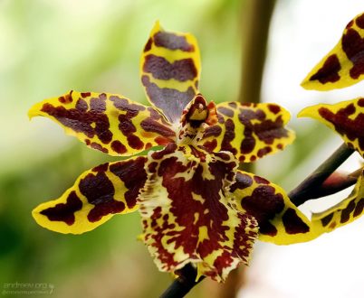 Пятнистая орхидея Colmanara Wildcat.