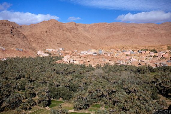 Пальмовая плантация.