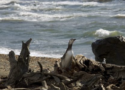 Высоко сижу...