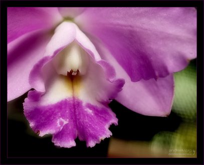 Человечек в капюшоне. Орхидея вида Каттлея (Cattleya).