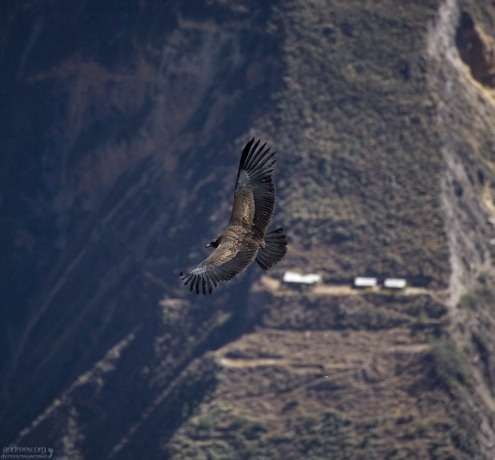Название «кондор», звучащее одинаково на всех современных европейских языках, заимствовано из древнего языка кечуа, на котором до сих пор общаются многие жители Южной Америки.