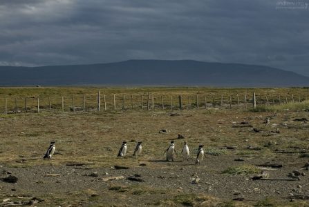 Пингвины на тундровых просторах.