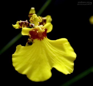 Цветы орхидеи Oncidium bryolophotum (танцующие человечки).