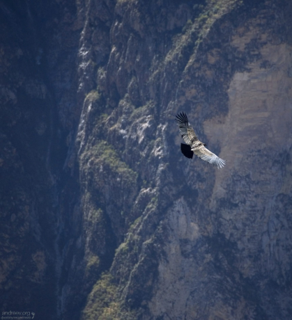 Самка Андского кондора на фоне ущелья.