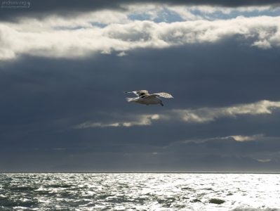 Чайка над сверкающими водами залива Seño Otway.