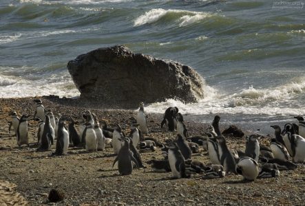 Прилив и пингвинье лежбище.