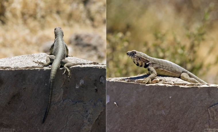 Ящерица-зебра (Zebra-tailed Lizard) греется на солнышке.