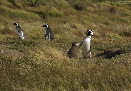 Самка Магелланового пингвина с дитем.