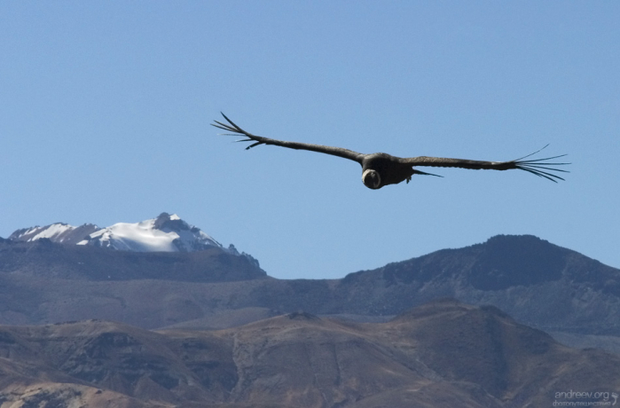Самец Андского кондора облетает свои владения.
