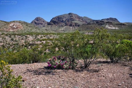 Кактусы вида Strawberry Pitaya Cacti не любят прямой солнечный свет, предпочитая отсиживаться в тени.